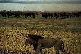 Attack at Lake Manyara in Tanzania: one lion, many buffalo